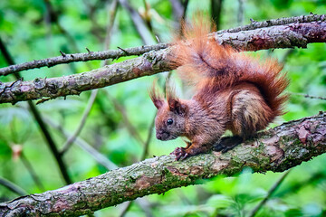 Eurasisches Eichhörnchen ( Sciurus vulgaris ).