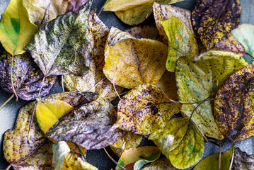 Scattered dry autumn leaves on the bench