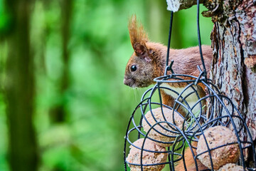 Eurasisches Eichhörnchen ( Sciurus vulgaris ).