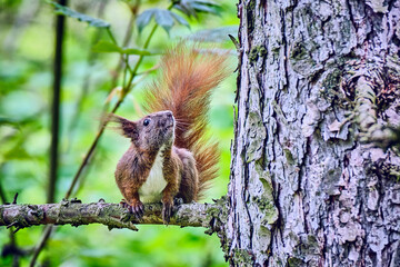 Eurasisches Eichhörnchen ( Sciurus vulgaris ).