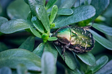 Goldglänzender Rosenkäfer ( Cetonia aurata ).