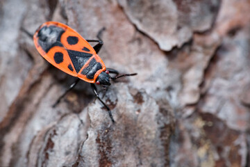 Gemeine Feuerwanze ( Pyrrhocoris apterus ).