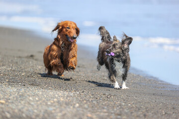 海で遊ぶチワックスの犬とダックスフント