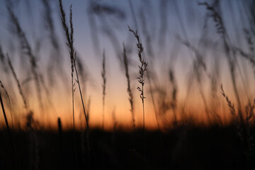 sunset in the field
