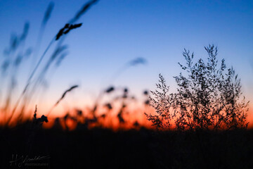 Obraz premium reeds at sunset