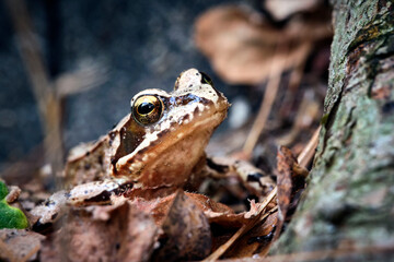 Grasfrosch ( Rana temporaria ).