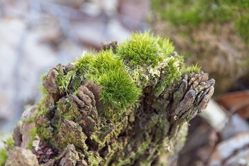 moss on tree in the morming