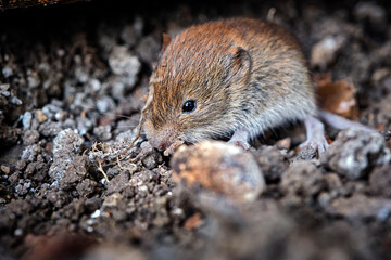 Junge Rötelmaus ( Myodes glareolus ).