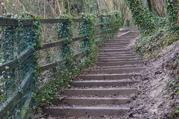 wooden stairs in the forest
