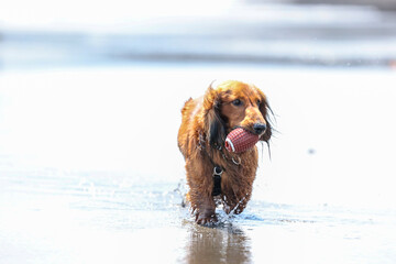 海で遊ぶ犬のダックスフント