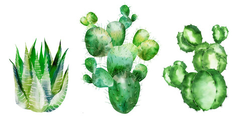 A set of watercolor cacti, succulents. Hand-drawn in watercolor.
