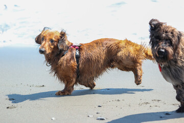 海で遊ぶ犬のダックスフント