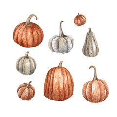 Ripe pumpkins watercolor illustration isolated on white background. Orange and white pumpkins, vintage illustration, halloween illustration.