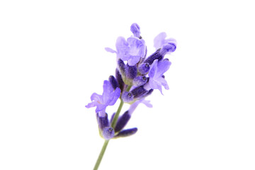 Fototapeta na wymiar Lavender flowers macro isolated on white