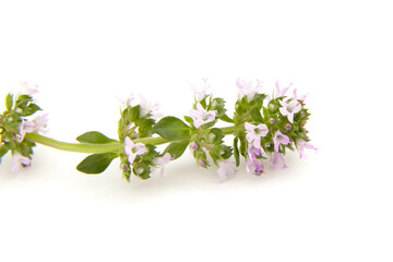 Thyme plant flowers isolated on white background. Thyme herbal tea
