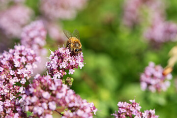 Honey bee collecting nectar on a flower of the flower butterfly bush. Busy insects