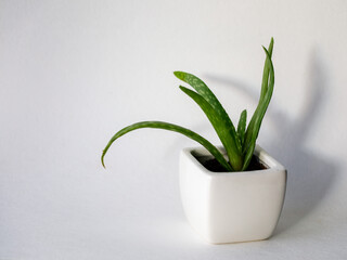Succulent Aloe Vera Plant on White Pot Isolated on white Background by front view with trend shadows. Horizontal mock up, copy space, close up