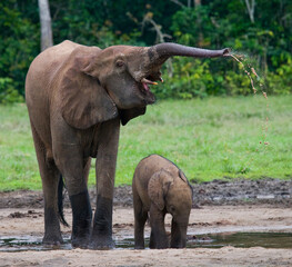 Naklejka premium Female African forest elephant (Loxodonta cyclotis) with a baby are drinking water. Central African Republic. Republic of Congo. Dzanga-Sangha Special Reserve.