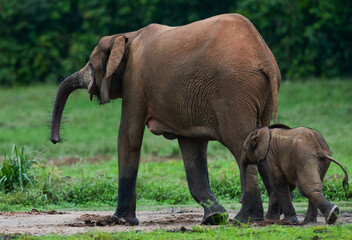 Obraz premium Female African forest elephant (Loxodonta cyclotis) with a baby. Central African Republic. Republic of Congo. Dzanga-Sangha Special Reserve.