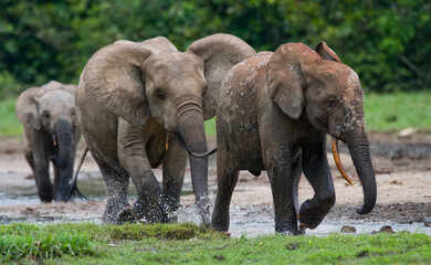 Naklejka premium African forest elephants (Loxodonta cyclotis) are playing with each other. Central African Republic. Republic of Congo. Dzanga-Sangha Special Reserve.
