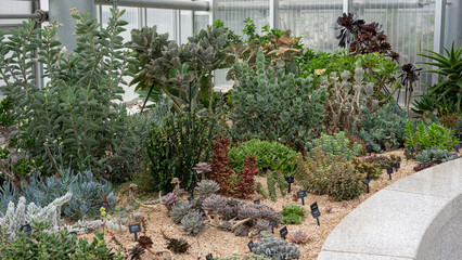 Succulents that grow like tree trunks
