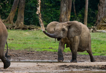 African forest elephant (Loxodonta cyclotis) is splashing water. Republic of Congo. Dzanga-Sangha Special Reserve. Central African Republic.