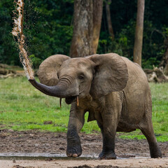 African forest elephant (Loxodonta cyclotis) is splashing water. Republic of Congo. Dzanga-Sangha Special Reserve. Central African Republic.