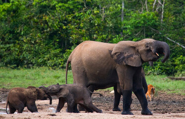 Fototapeta na wymiar Group of African forest elephants (Loxodonta cyclotis) in the forest edge. Republic of Congo. Dzanga-Sangha Special Reserve. Central African Republic.