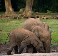 Fototapeta premium Female African forest elephant (Loxodonta cyclotis) with a baby are drinking water from a source of water. Central African Republic. Republic of Congo. Dzanga-Sangha Special Reserve.