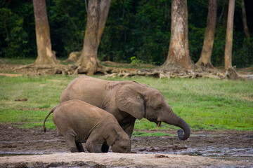 Fototapeta na wymiar Female African forest elephant (Loxodonta cyclotis) with a baby are drinking water from a source of water. Central African Republic. Republic of Congo. Dzanga-Sangha Special Reserve.
