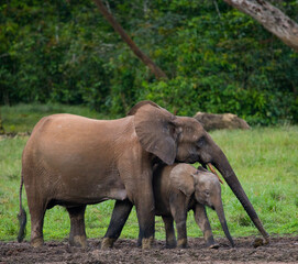 Fototapeta premium Female African forest elephant (Loxodonta cyclotis) with a baby. Central African Republic. Republic of Congo. Dzanga-Sangha Special Reserve.