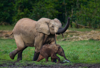 Obraz premium Female African forest elephant (Loxodonta cyclotis) with a baby. Central African Republic. Republic of Congo. Dzanga-Sangha Special Reserve.