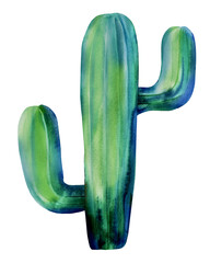Watercolor succulent, cactus, isolated on a white background. Hand-drawn