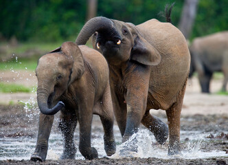 African forest elephants (Loxodonta cyclotis) are playing with each other. Central African...