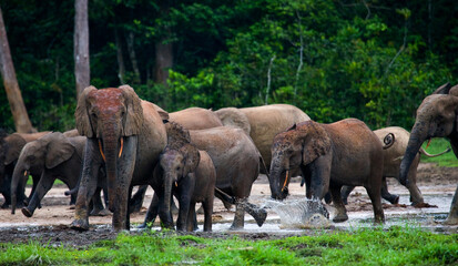 Group of African forest elephants (Loxodonta cyclotis) in the forest edge. Republic of Congo. Dzanga-Sangha Special Reserve. Central African Republic. - obrazy, fototapety, plakaty