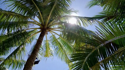 ハワイビーチのヤシの木と空と太陽