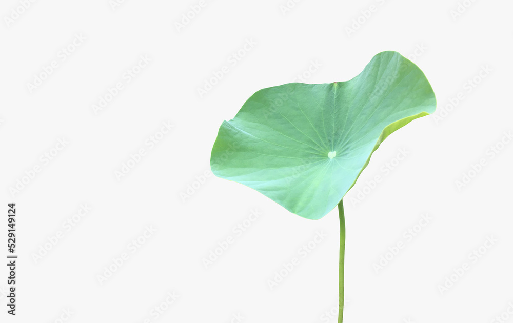 Canvas Prints isolated waterlily leaf or lotus leaf with clipping paths.
