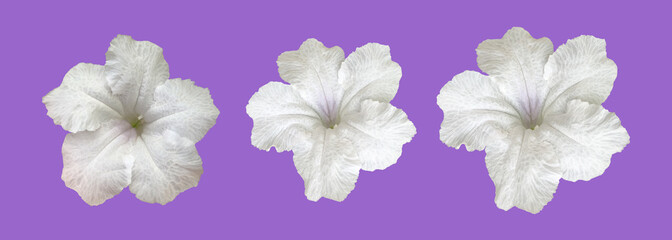 Isolated white ruellia flower with clipping paths.