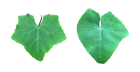 Isolated coccinia grandis leaf with clipping paths.