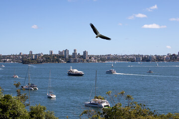 Fototapeta na wymiar Eagle flying over Sydney Harbour Sydney NSW Australia. 