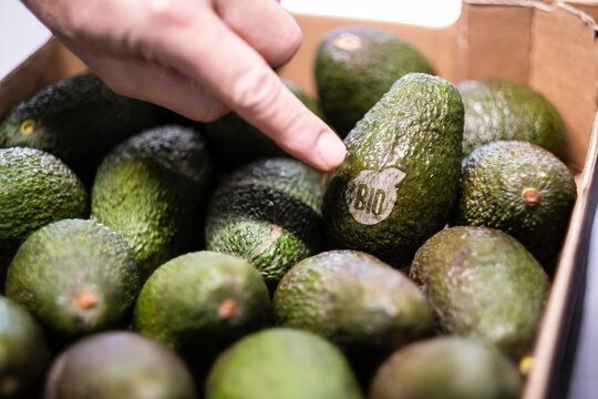 Bio Avocados in einer Kiste mit aufgelaserten Bio Aufdruck zur Vermeidung von Verpackungsm&uuml;ll