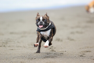 海で遊ぶボストンテリアの犬