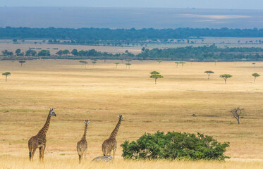Giraffes (Giraffa camelopardalis tippelskirchi) are standing on the background of the savannah....