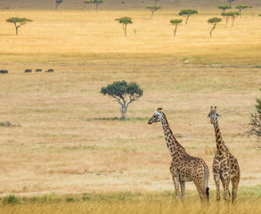 Giraffes (Giraffa camelopardalis tippelskirchi) are standing on the background of the savannah. Kenya. Tanzania. East Africa.