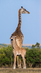 Female giraffe (Giraffa camelopardalis tippelskirchi) with a baby in savannah. Kenya. Tanzania. East Africa.