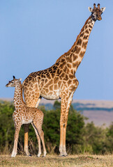 Female giraffe (Giraffa camelopardalis tippelskirchi) with a baby in savannah. Kenya. Tanzania. East Africa.