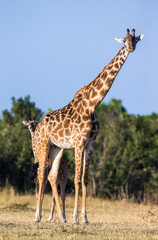 Naklejka na ściany i meble Female giraffe (Giraffa camelopardalis tippelskirchi) with a baby in savannah. Kenya. Tanzania. East Africa.