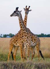Naklejka na ściany i meble Two giraffes (Giraffa camelopardalis tippelskirchi) in savanna. Kenya. Tanzania. East Africa.