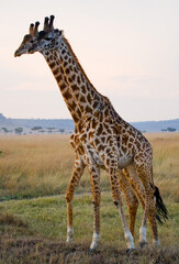 Two giraffes (Giraffa camelopardalis tippelskirchi) in savanna. Kenya. Tanzania. East Africa.