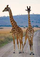 Naklejka na ściany i meble Two giraffes (Giraffa camelopardalis tippelskirchi) in the road. Kenya. Tanzania. East Africa.